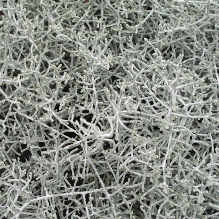 6x Calocephalus (Zilverstruikje) - 10 cm Ø - 15cm ↕