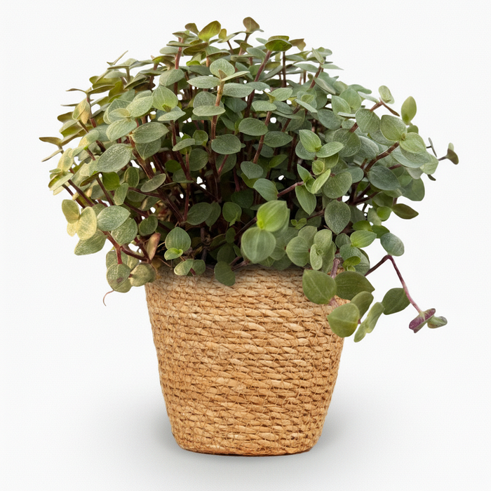 Callisia repens - Turtle Plant - with Basket - ↕15-20cm - Ø12cm