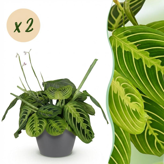 Maranta Fascinator Lemon Lime - Gebedsplant - met grijze plantenpotten - ↕25cm - Ø12cm - 2x