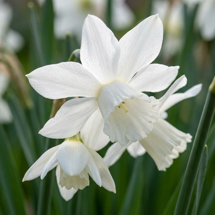 120x Narcissus Botanical White Mix - Bloembollen - Botanische witte narcis mix - Wit - Voorjaarsbloeier - Bolmaat 10/12