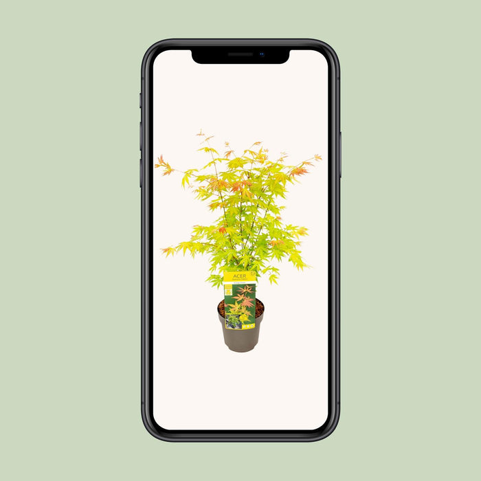 Acer Palmatum Orange Dream - ↕50cm - Ø19cm