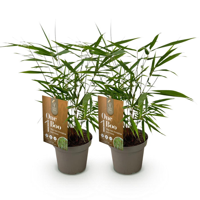 Fargesia Asian Wonder - Niet Woekerende Bamboe - Groen - ↕35cm - Ø14cm - 2x