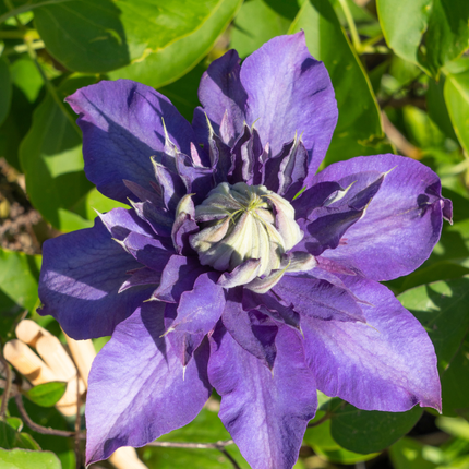 Clematis ‘Multi Blue’ 6x – P9 pot – bijzondere blauw bloeiende klimplant
