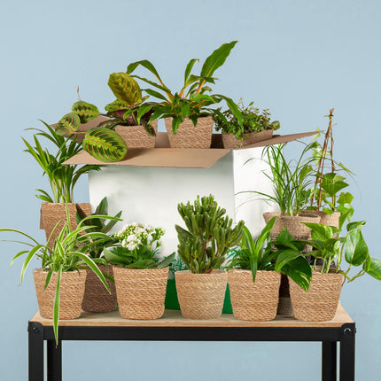 Green Underdogs Box (12 stk.) - med 12 x Sofia kurve