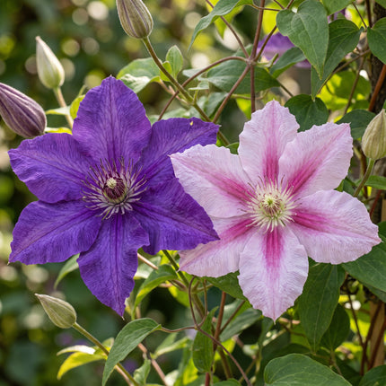 Clematis Duo Purple & Pink - Bosrank 12x - Paars - Roze - Wit - Klimplant - Ø9cm - ↕35cm