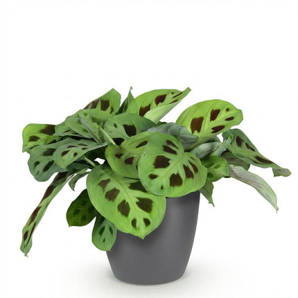 Maranta Fascinator Kerchoveana - Zebra plant - with grey plant pot - ↕25cm - Ø12cm