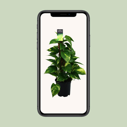 Scindapsus - Epipremnum - ↕50cm - Ø15cm