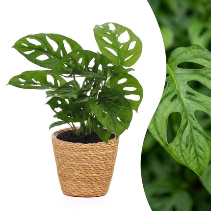 Monstera Adansonii - Rhaphidophora Tetrasperma - met Mand - Pot 12cm - Hoogte - 25cm