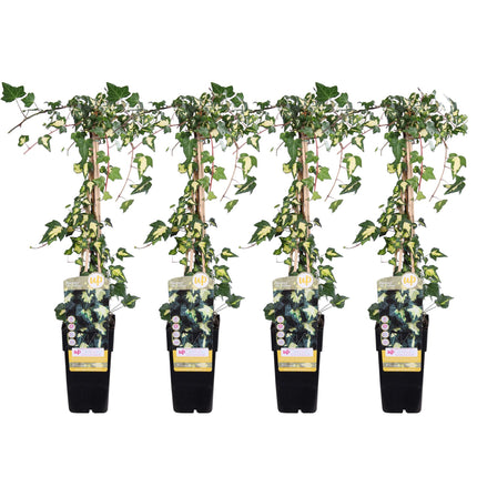 Hedera Colchica 'Dentata Variegata' - ↕65cm - Ø15cm - 4x