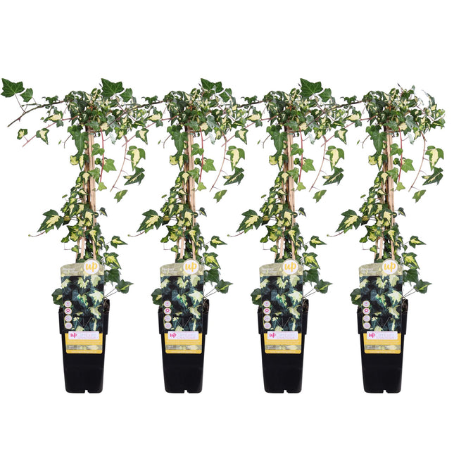 Hedera Colchica 'Dentata Variegata' - ↕65cm - Ø15cm - 4x