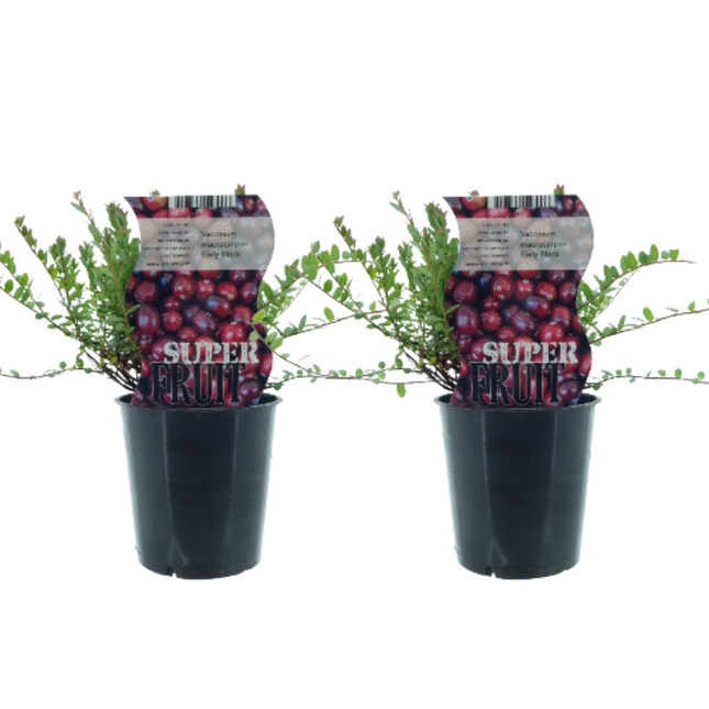 Vaccinium Early Black - Cranberry -↕30cm - Ø12cm - 2x