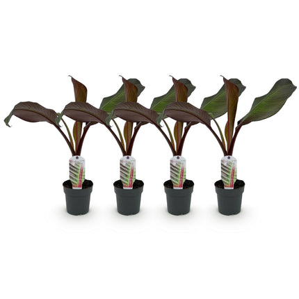 Bananier (Ensete ventricosum Maurelli) - Rustique - Lot de 4 - Pot de 12 cm - Hauteur : 30 cm