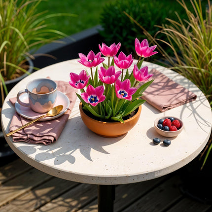 Flower Bulbs - Tulip Little Beauty - Color Dark Pink - 25 pieces - Bulb Size 6/7 - XXL Pack