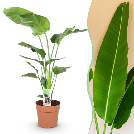 Strelitzia Nicolai - Bird of Paradise flower - ↕110-120cm - Ø21cm