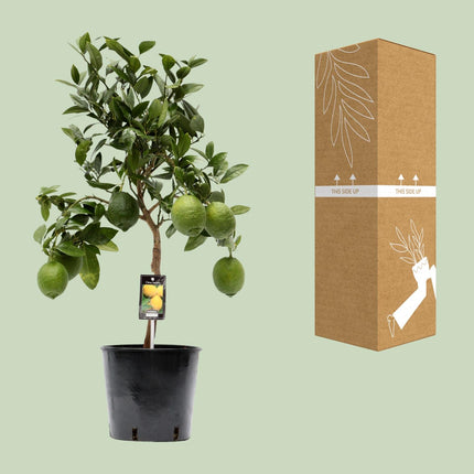 Limone - Albero di limoni - ↕80cm - Ø22cm