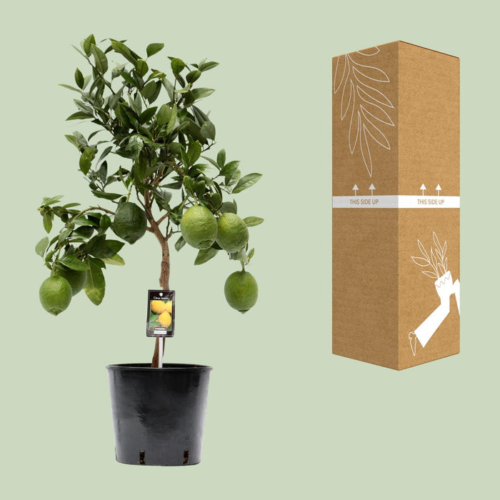 Citrus Lemon - Citroenboom - ↕80cm - Ø22cm