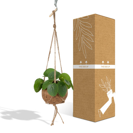 Kokodama Pilea Peperomiodes - ↕20cm - Ø15cm