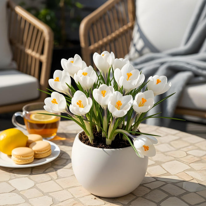 Bloembollen - Crocus White - Kleur Geel - 30 stuks - Bolmaat 7/8 - XXL Pack