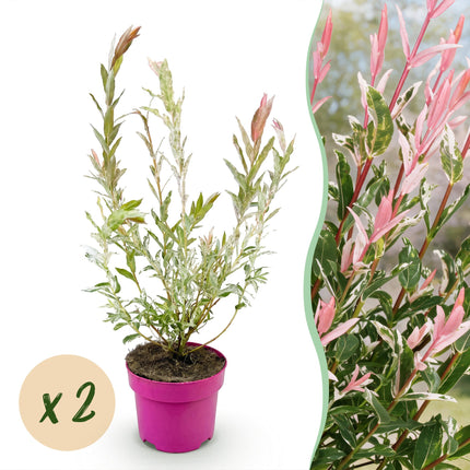 Salix Flamingo - Flamingo Wilg struik - Ø17cm - ↕40-50cm - 2x