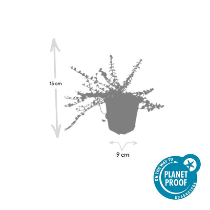 Euonymus fortunei 'Minimus' - Cappello da cardinale - ↕10-25cm - Ø9cm - 48x