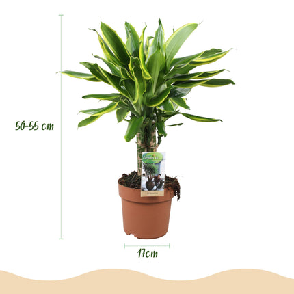Dracaena fragrans Golden Coast - Dragon Tree - ↕50-55cm - Ø17cm