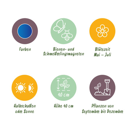 Bulbes de fleurs - Allium caeruleum - Couleur bleue - 40 bulbes - Calibre 4/5 - Paquet XXL