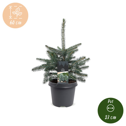 Picea pungens Glauca - Blauwe spar - Blauw - Kerstboom - Ø23cm - ↕60cm