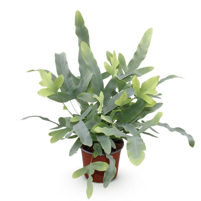 Phlebodium aureum Blå Stjerne - Blå Bregne - ↕25cm - Ø12cm