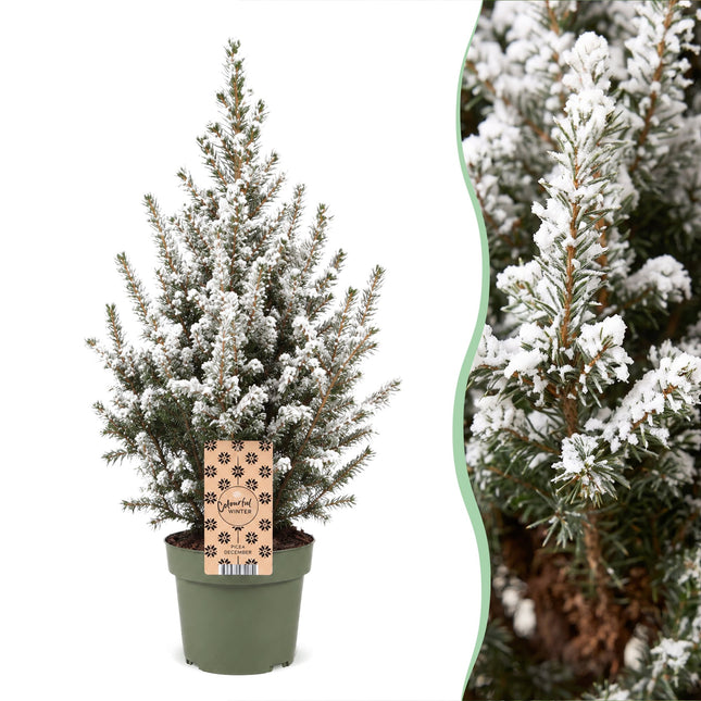4x Picea glauca Conica - Kegelspar - Groen - Wit - Kerstboom - Ø17cm - ↕65cm