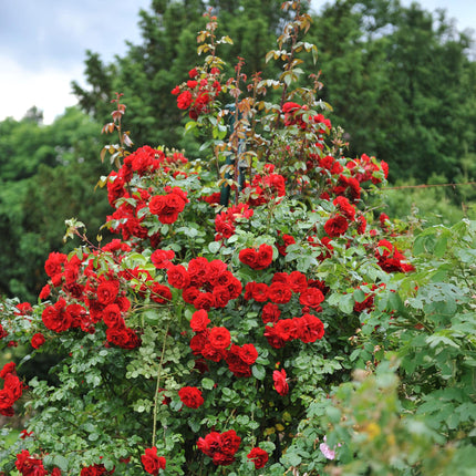 Climbing Rose - Rosa Red Climber - Red Flower - Low Maintenance - 2 Plants - 11cm Pot Height 40cm
