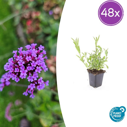 Verbena Bonariensis - IJzerhard - ↕10-25cm - Ø9cm - 48x