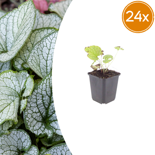 Brunnera macrophylla 'Jack Frost' - Nomeolvides del Cáucaso - ↕10-25cm - Ø9cm - 24x