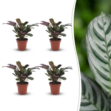 Ctenanthe Burle Marxii - Visgraatplant - 4x - Pot 12cm - Hoogte - 30cm