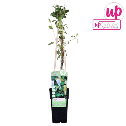 Lonicera Japonica 'Halliana' - Caprifoglio - ↕65cm - Ø15cm