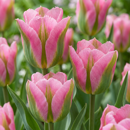 24x Tulipa Striped Crown - Bloembollen - Gestreepte Kroon Tulp - Diversen - Voorjaarsbloeier - Bolmaat 11/12