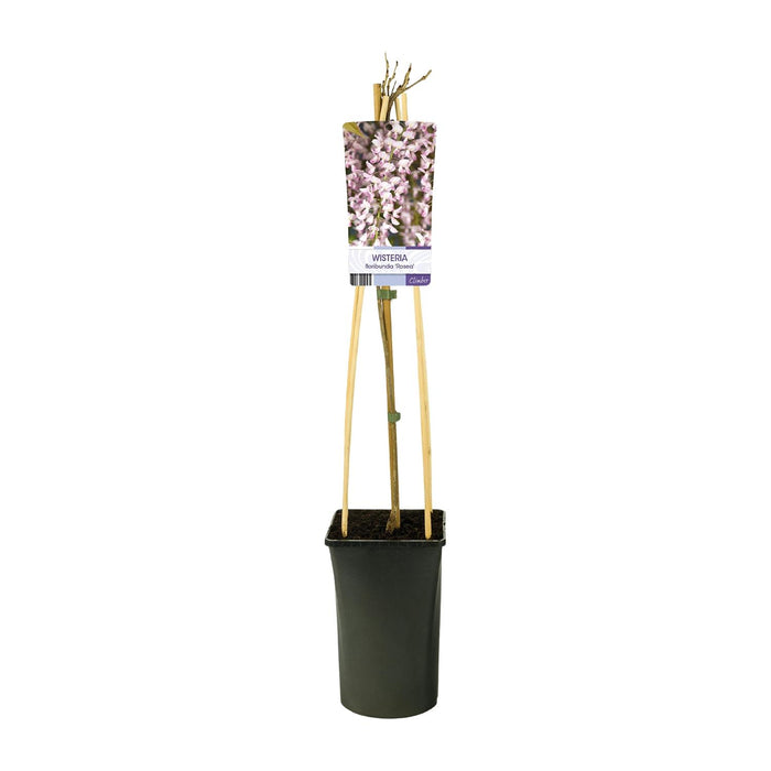 Wisteria Floribunda 'Rosea' + light Label - ↕75cm - Ø17cm