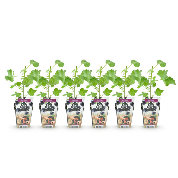 Jostabes - Ribes Jostabes - Winterhard - 6 Planten - Pot 9 cm - Zwarte Bes