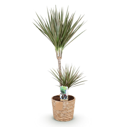 Dracaena Marginata Bicolor - Dragetræ - med kurv - ↕90-100cm - Ø21cm