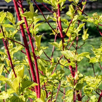 Cornus sibirica - Branches Rouges - 1 Plante - ↕45cm - Ø17cm