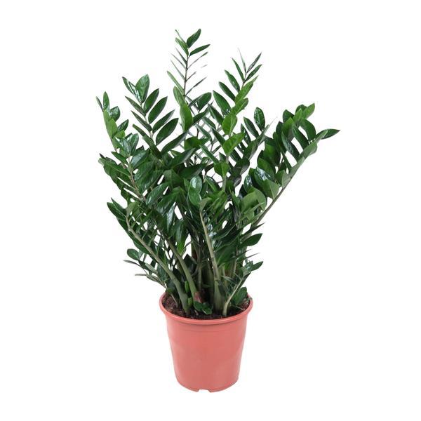 Zamioculcas - ZZ-plant - 100cm ⌀21-24cm