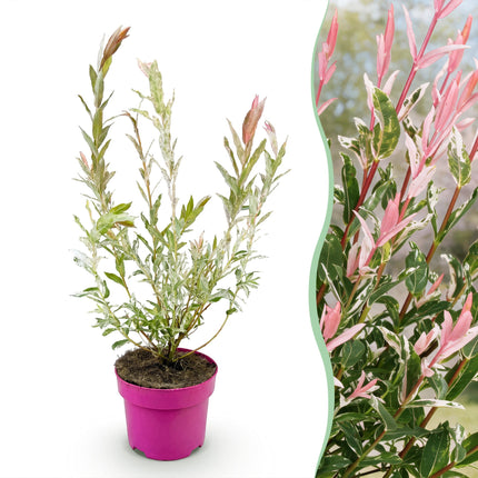 Salix Flamingo - Flamingo Wilg struik - Ø17cm - ↕40-50cm