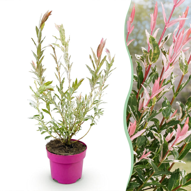 Salix Flamingo - Flamingo Wilg struik - Ø17cm - ↕40-50cm