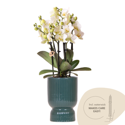 Orchidee Kolibri | Orchidea Lausanne bianca + vaso decorativo Diabolo verde | incl. stoppino per l'irrigazione | vaso Ø9cm | pianta da interno fiorita