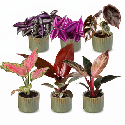 Baby Planten Paradise Mix - Diversen 6x - Tropisch - incl. Linnea Olive - Ø6cm - ↕10-15cm