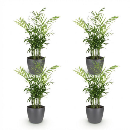 Chamaedorea elegans - Golden Palm - with grey plant pots - ↕15cm - Ø12cm - 4x