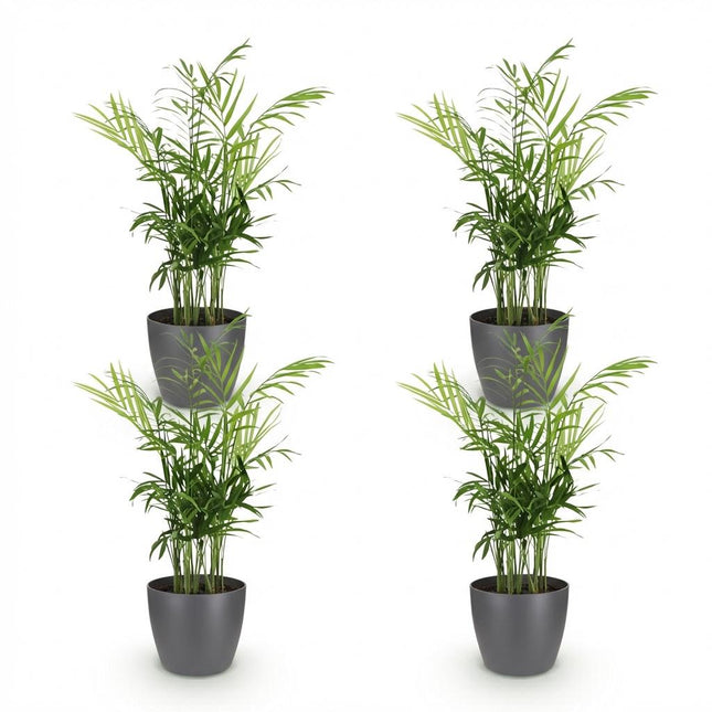 Chamaedorea elegans - Palma dorada - con macetas grises - ↕15cm - Ø12cm - 4x