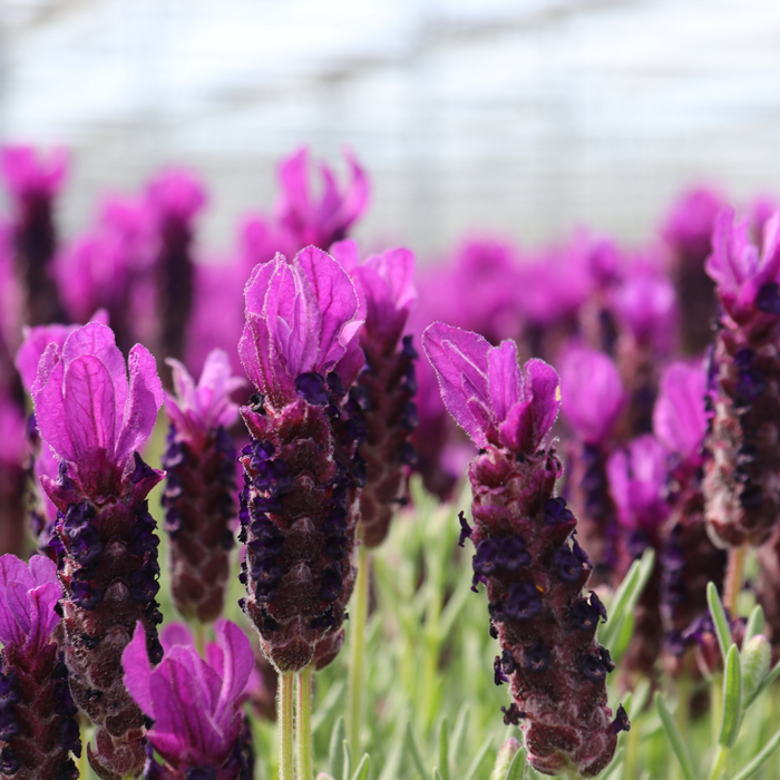 Lavandula stoechas Anouk® - Lavendel - Ø12cm - 6x