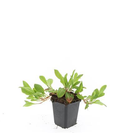 Persicaria affinis 'Darjeeling Red' - Duizendknoop - ↕10-25cm - Ø9cm - 24x