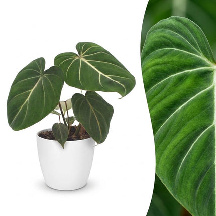 Philodendron Gloriosum - Glorie Philodendron - met Potter Wit - Pot 12cm - Hoogte - 25cm
