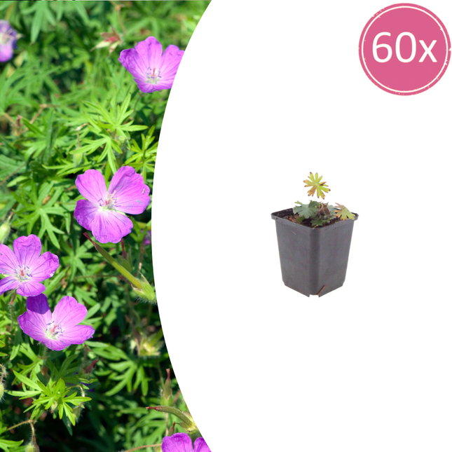 Geranium sanguineum - Bloedooievaarsbek - ↕10-25cm - Ø9cm - 60x
